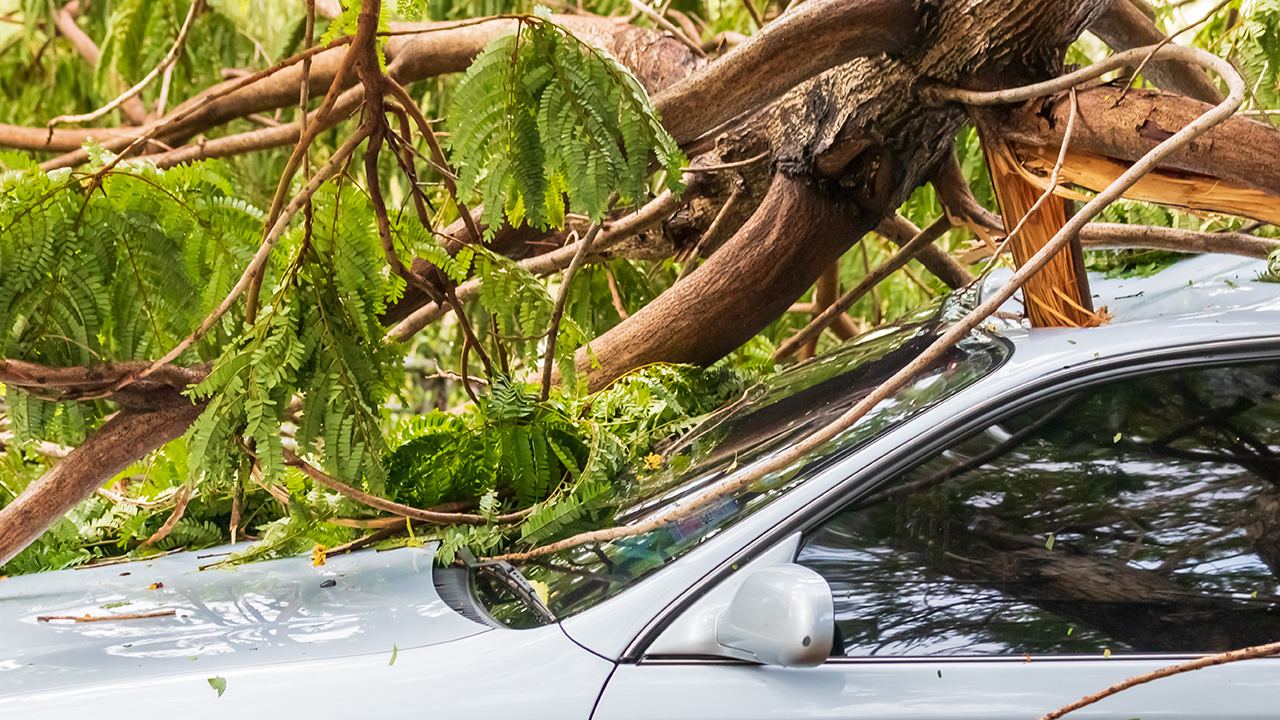 Stormschade omgevallen boom op auto